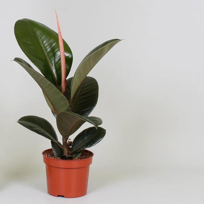 Ficus Elastica Robusta - Ø12cm - ↕35cm by MEERgroothandel Planten