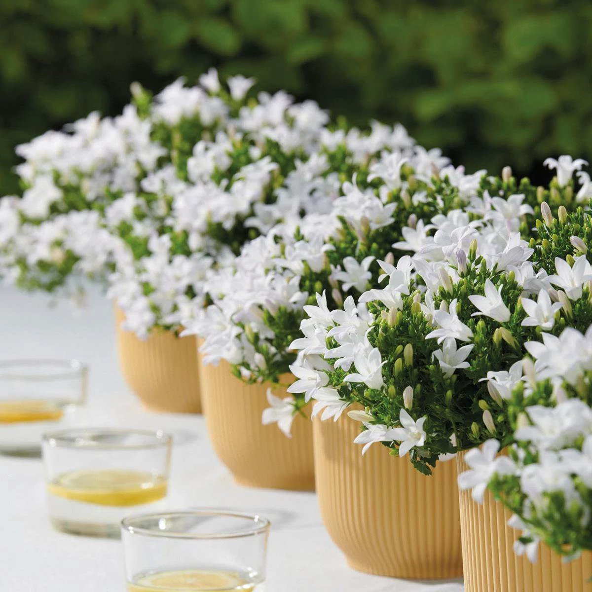 Campanula Addenda – Klokjesbloem weiß, Topfgröße 12 cm – Bodendecker für 1 m² – 6 Stück – Ambrella White – Gartenpflanzen – winterhart von Kolibri Company