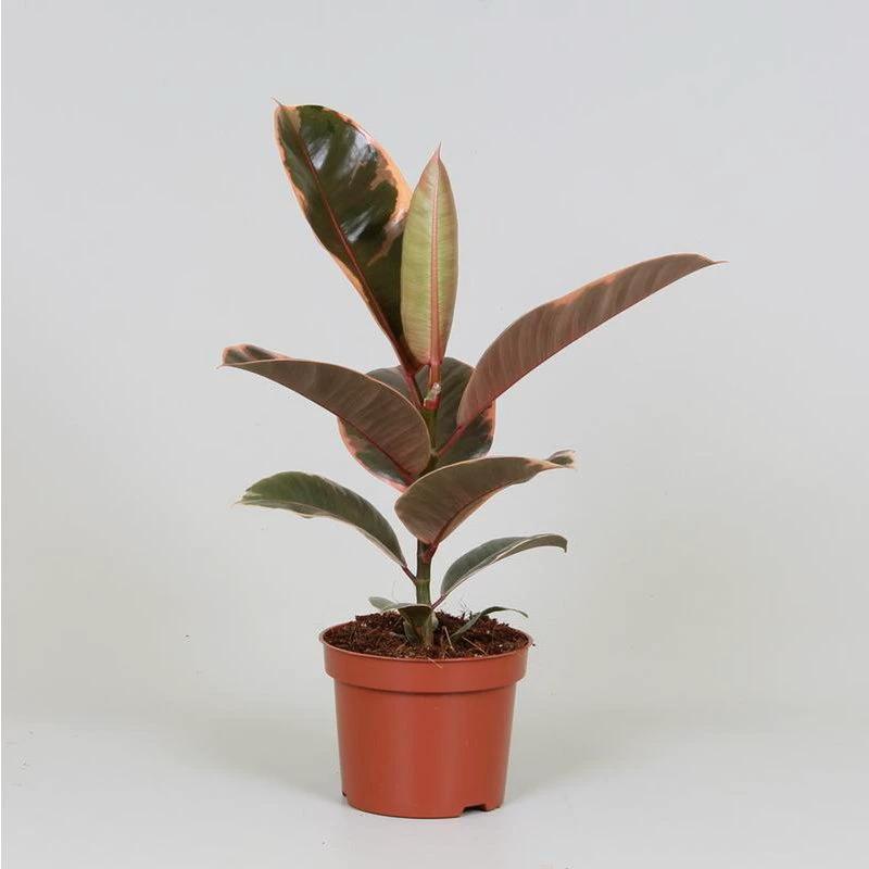 Ficus Elastica Belize - Ø12cm - ↕30cm by MEERgroothandel Planten