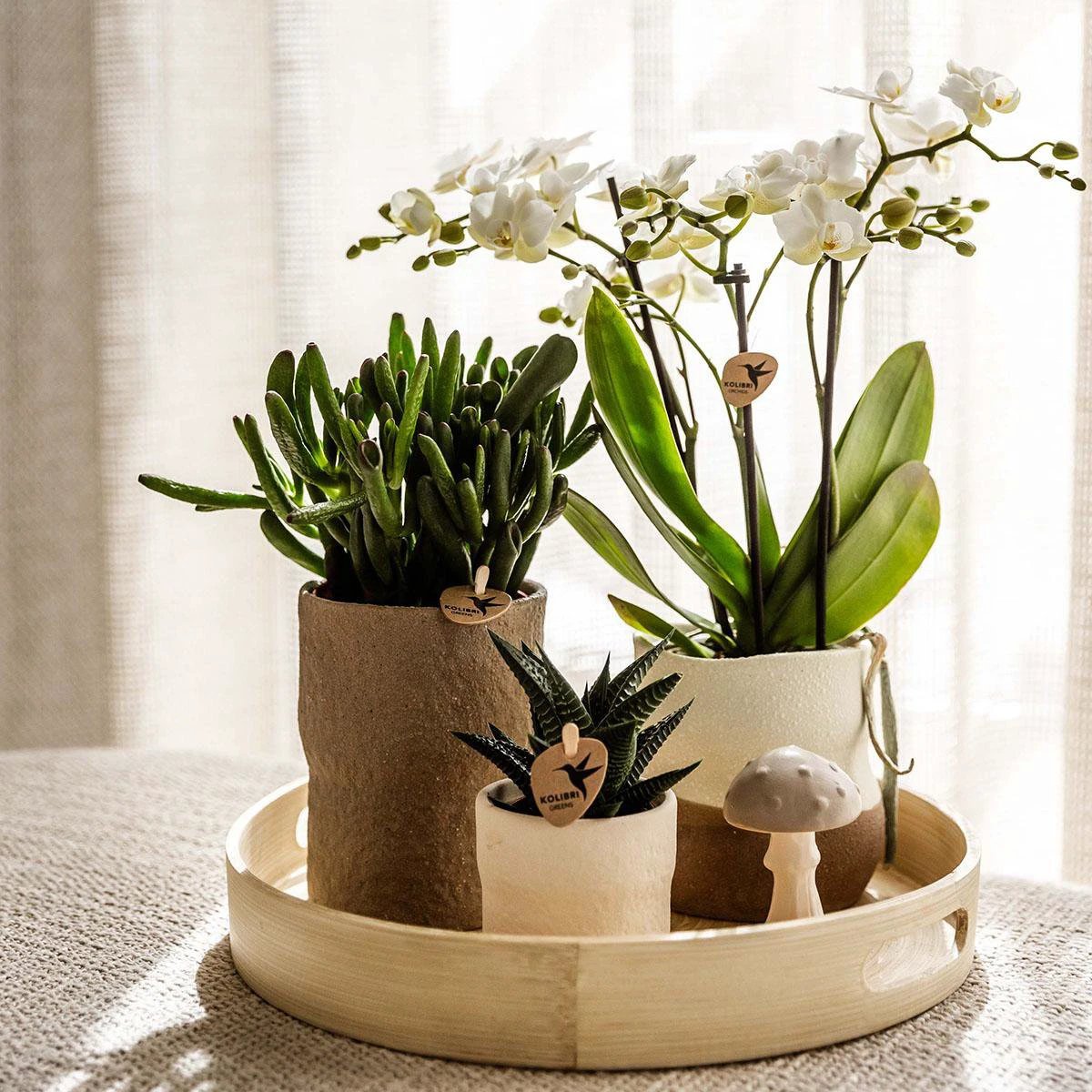 Hummingbird Company | Plant set Slow Living | White Phalaenopsis Orchid Lausanne and Succulents incl. ceramic decorative pots by Kolibri Company