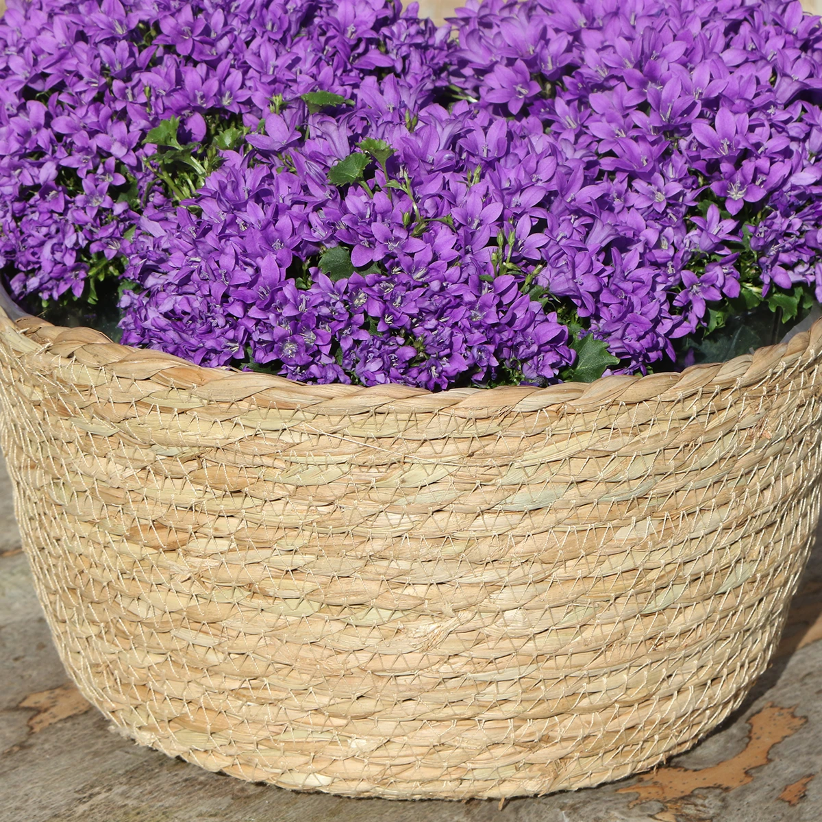 Campanula Addenda Ambella Intense Purple – Weidenkorb mit Campanula mit Wassergabesystem – 3 Stück – Klokjesbloem Purple – Topfgröße 12 cm – für Innen und Außen von Kolibri Company
