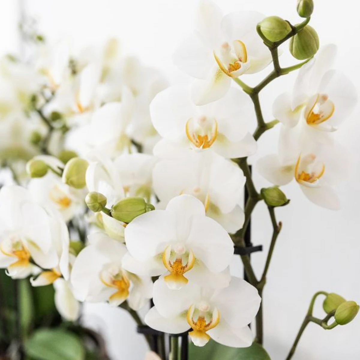 Kolibri Company | Pflanzenset Star Fish klein | Weiße Phalaenopsis-Orchidee Lausanne und Sukkulente inkl. dekorativer Keramiktöpfe auf weißem Bio-Tablett von Kolibri Company