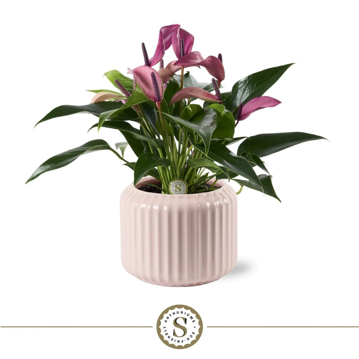 BOLOGNA PASTEL PINK ZIZOU by Blooming Luxury