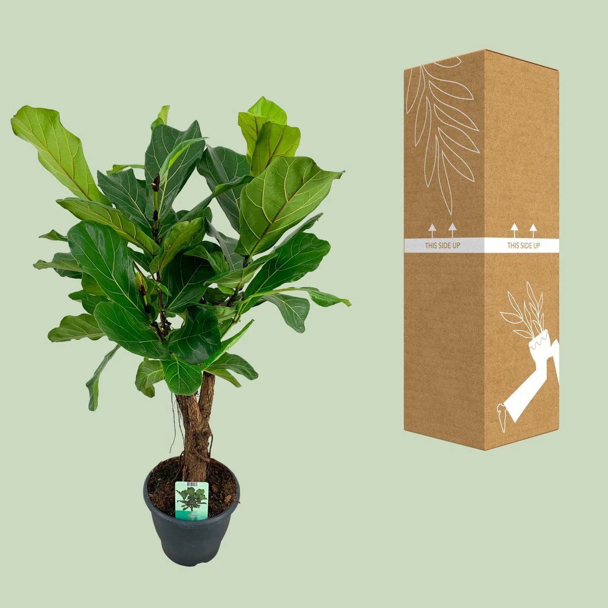 Ficus Lyrata - Ø26cm - ↕100cm by MEERgroothandel Planten