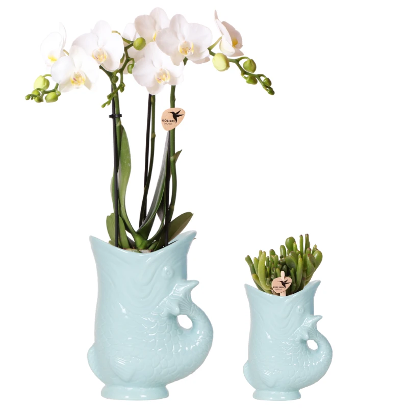 Hummingbird Orchids | Plant set Fish Turquoise | Set with white Phalaenopsis orchid Amabilis Ø9cm and green plant Succulent Crassula Hobbit Ø6cm | incl. turquoise ceramic decorative pots by Kolibri Company