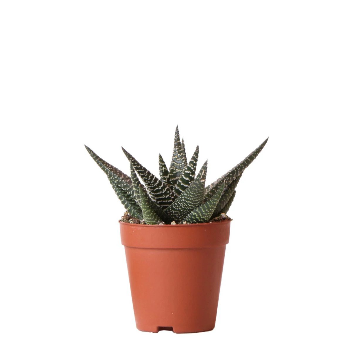 Kolibri Greens | Green Plant - Succulent Haworthia Royal Highnness Pot size Ø9cm | green houseplant - fresh from the grower by Kolibri Company