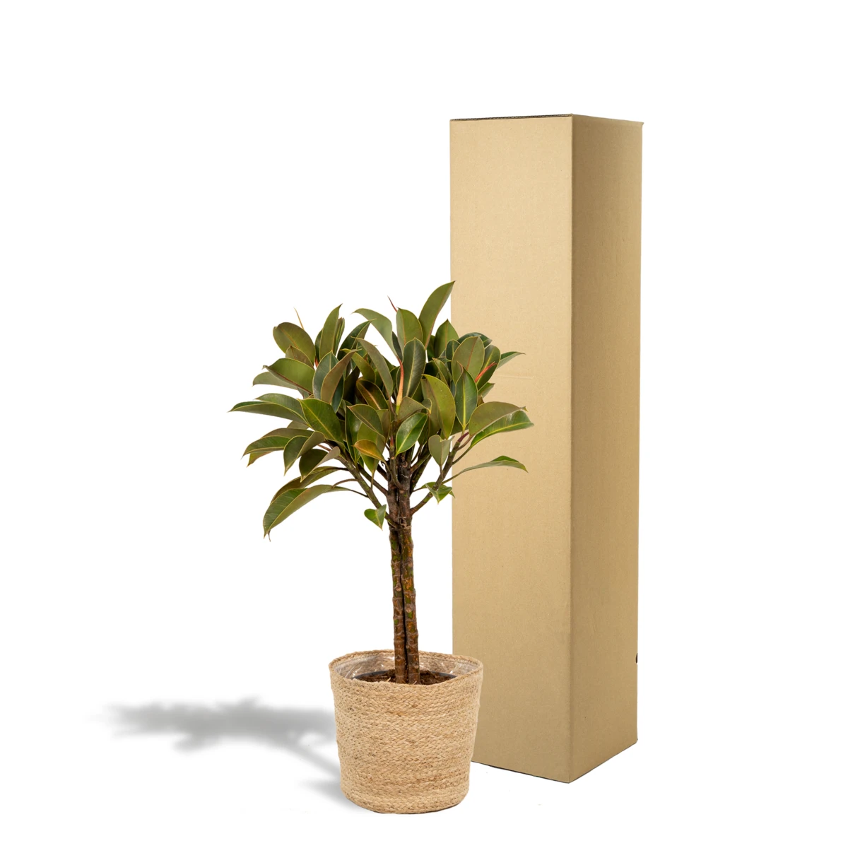 Ficus elastica Melany Stamm – ↨90 cm – Ø21 cm + Korb Selin von MEERgroothandel Planten