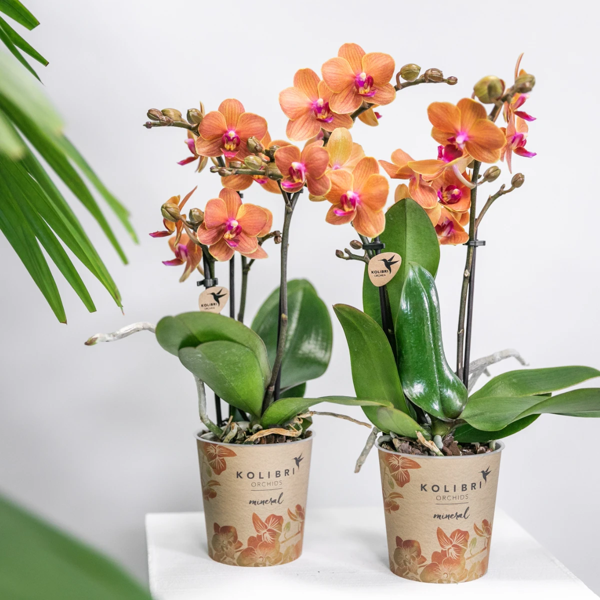 Kolibri Orchids | COMBI DEAL van 4 oranje Phalaenopsis orchideeën - Bolzano - potmaat Ø9cm | bloeiende kamerplant - vers van de kweker by Kolibri Company
