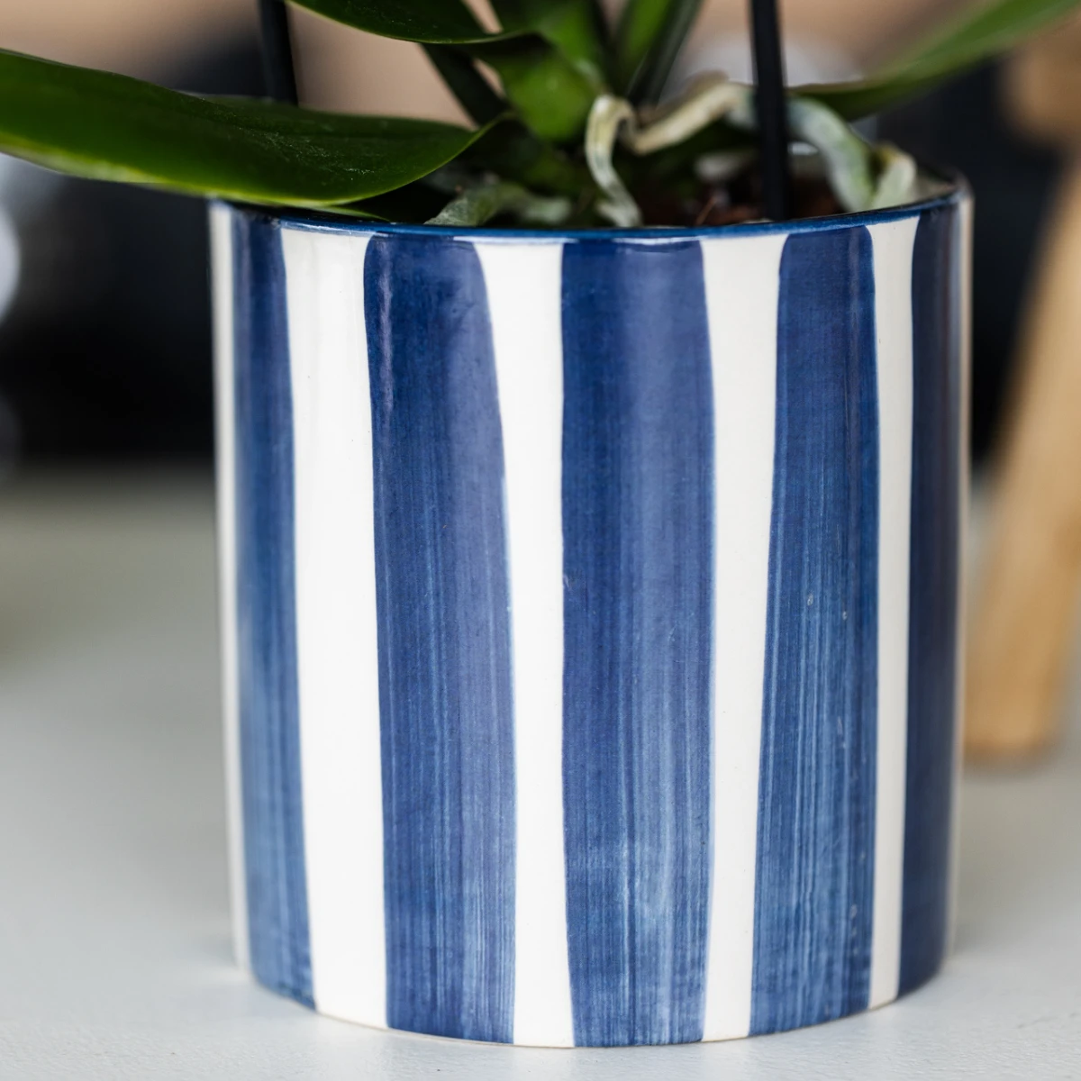 Kolibri Orchids | Set of Orchid Lima And Succulents In Ceramic Sier Pots - Pot size Ø9cm & Ø6cm | Flowering houseplant - Fresh from the grower by Kolibri Company