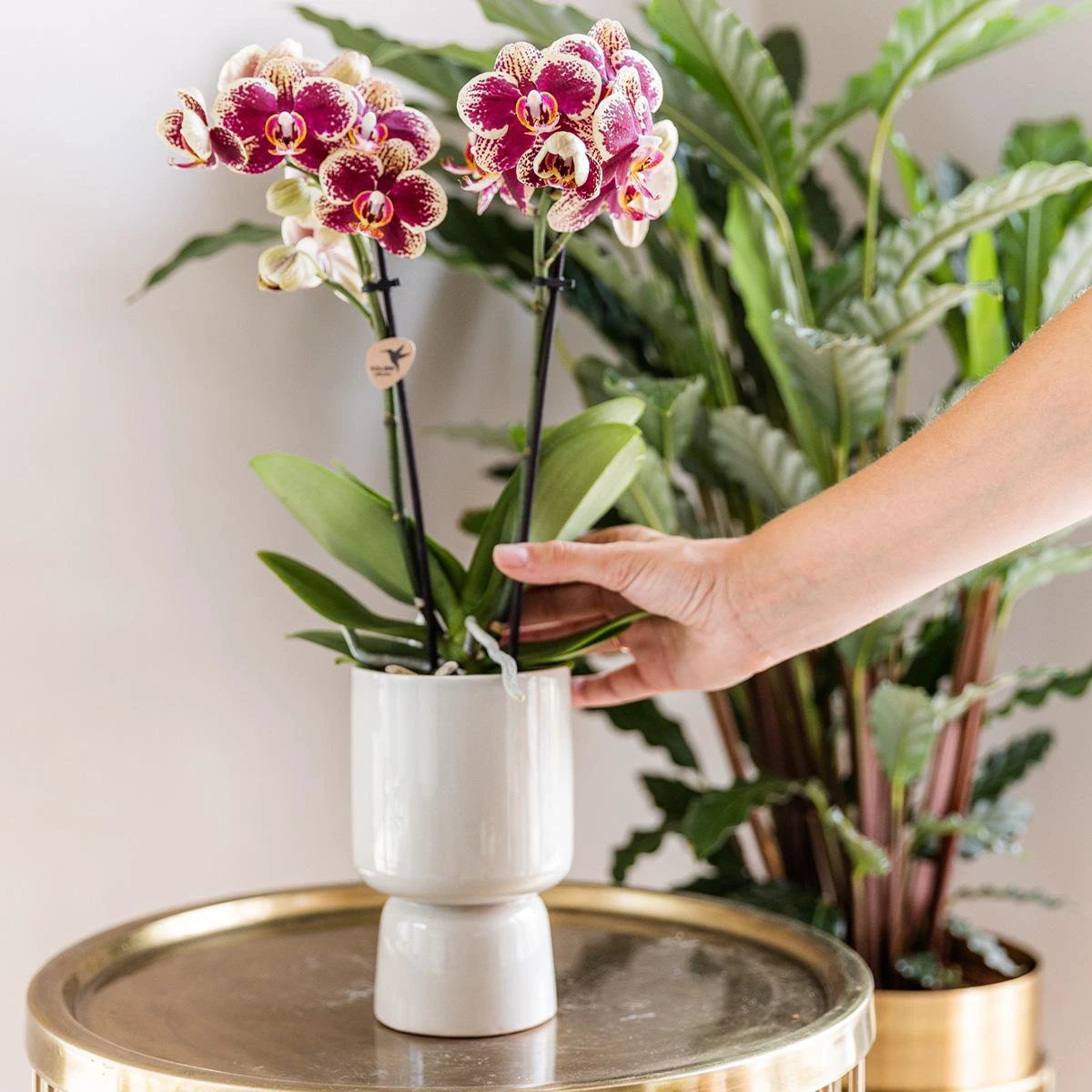 Kolibri-Orchideen – Überraschungsbox einfarbig – Pflanzen-Vorteilsbox – Überraschungsbox mit 4 verschiedenen Orchideen – Frisch vom Züchter von Kolibri Company
