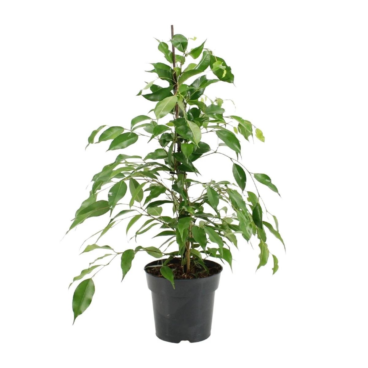Ficus Benjamina Danita – Ø17 cm – ↕70 cm von MEERgroothandel Planten