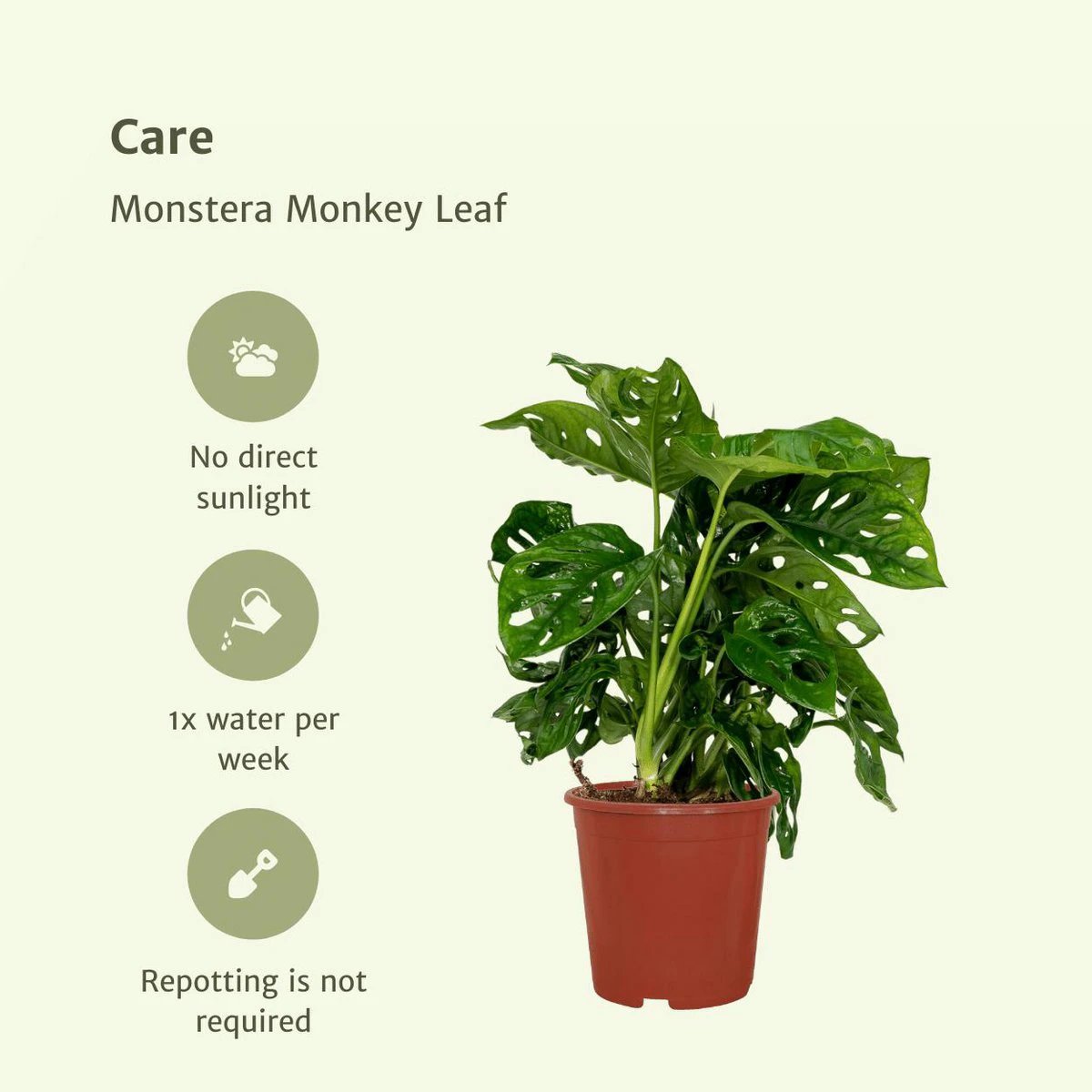 2x Monstera Monkey Leaf - Hole plant - 30cm - ø12 by MEERgroothandel Planten