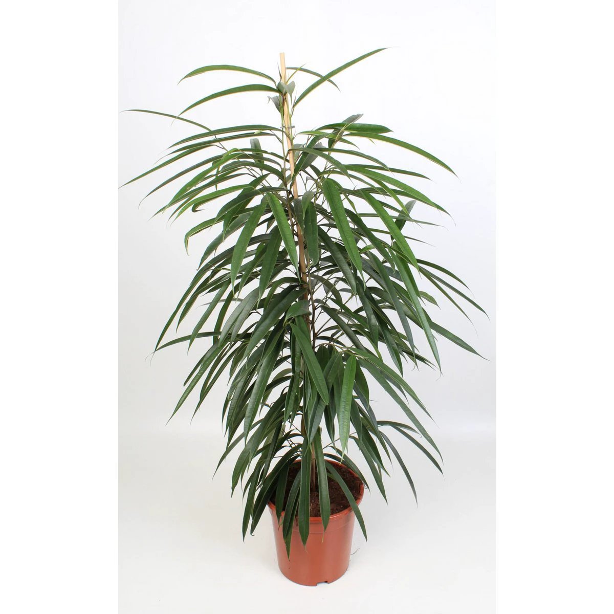 Ficus Binnendijkii Alii 21 cm – Ø21 cm – ↕100 cm von MEERgroothandel Planten