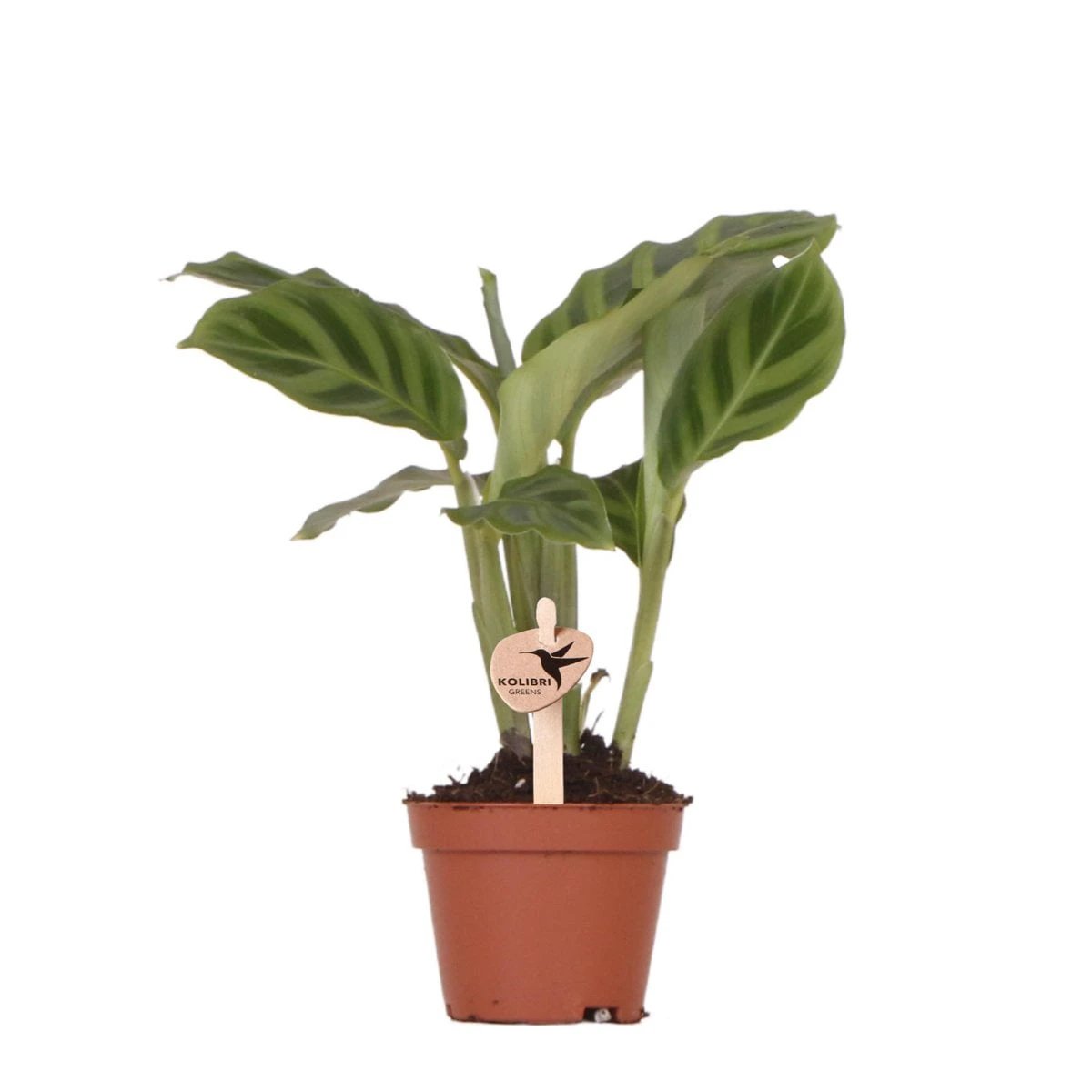 Kolibri Greens | Green Plant - Calathea - Green houseplant - Fresh of the grower - Ø6cm by Kolibri Company