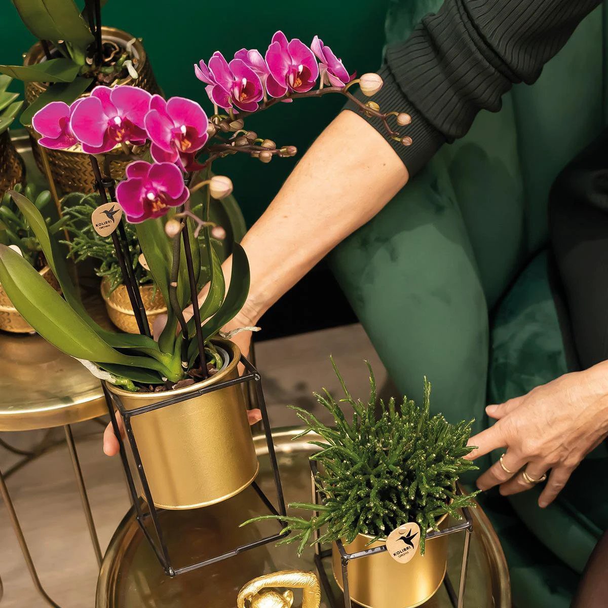 Colibr Orchids | COMBI DEAL of 2 purple polaropsis orchids - Morelia - potmate Ø9cm | -driving room plant - freshly from the grower by Kolibri Company