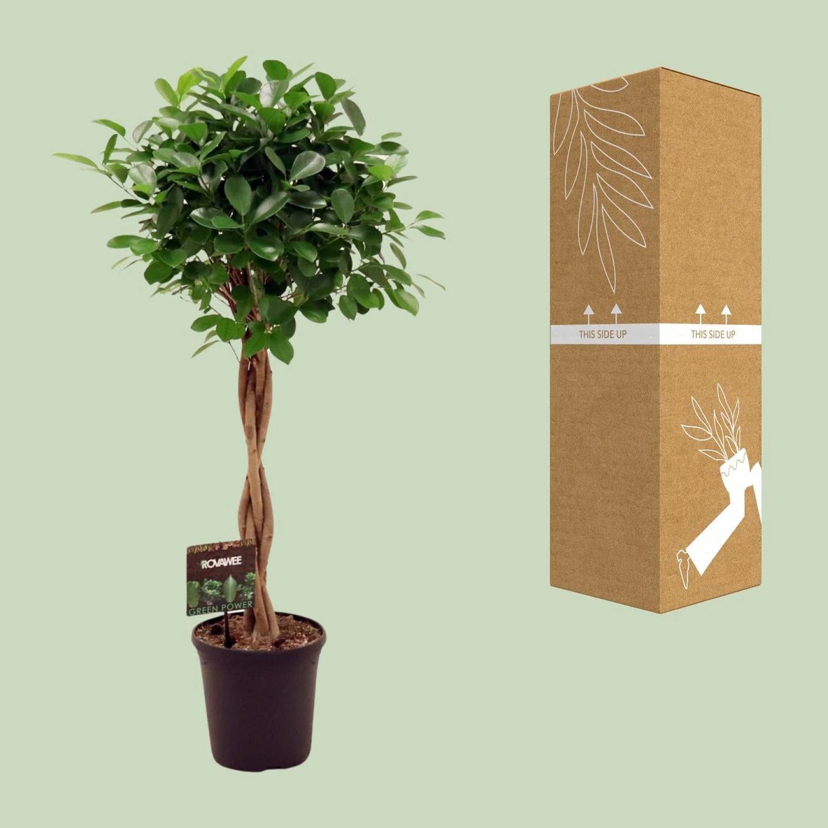Ficus Micr. Moclame - Ø23cm - ↕110cm by MEERgroothandel Planten
