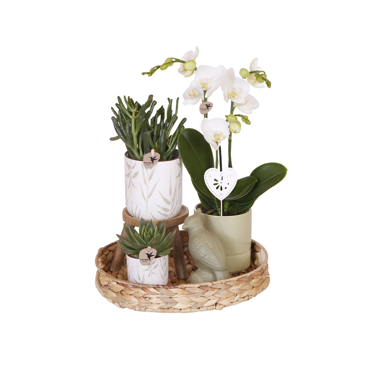Hummingbird Company | Gift set Love white| Plant set with white Phalaenopsis Orchid and Succulents incl. ceramic decorative pots by Kolibri Company