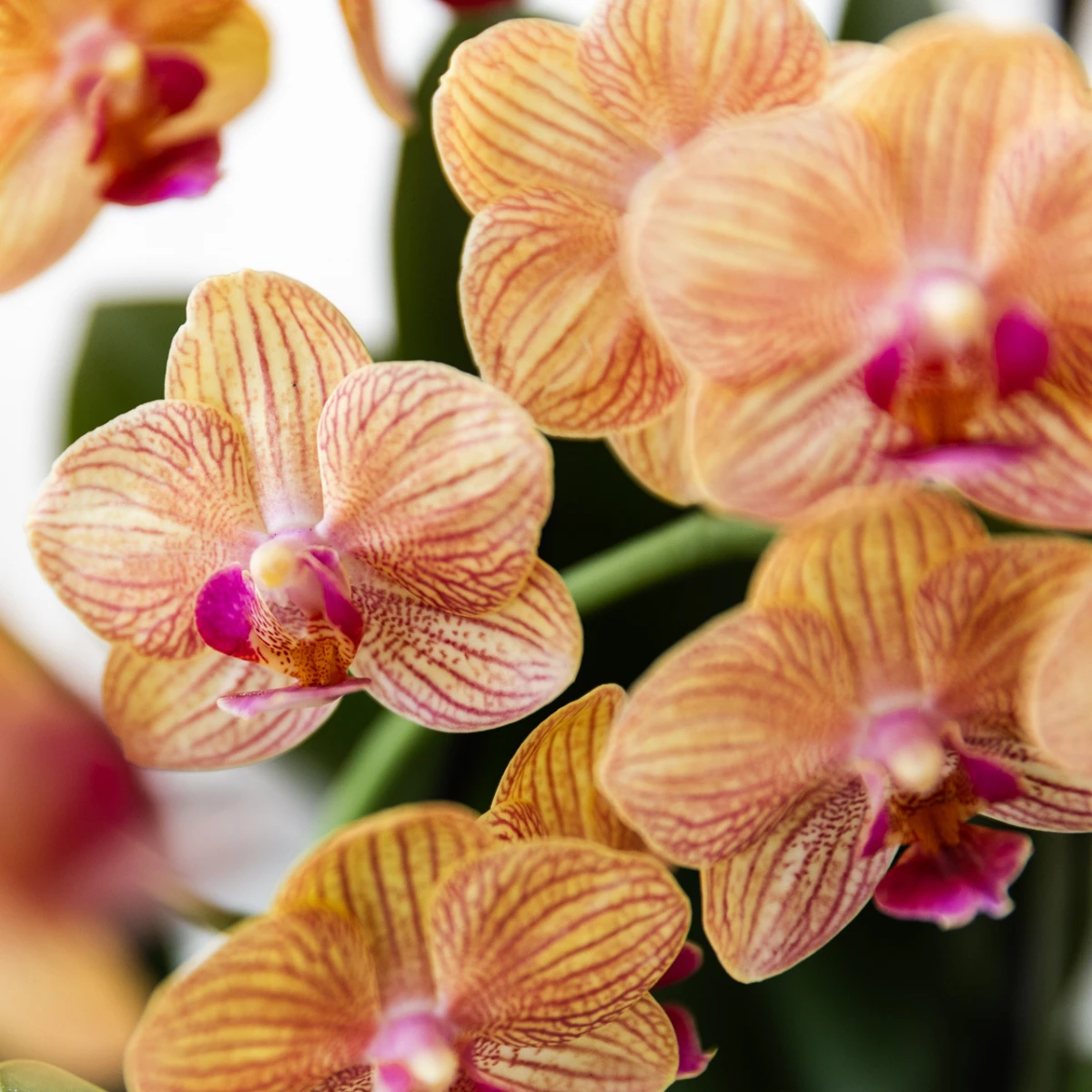 Hummingbird Orchids | orange Phalaenopsis orchid - Jamaica + Painted Stripe pot orange - pot size Ø9cm | flowering houseplant - fresh from the grower by Kolibri Company