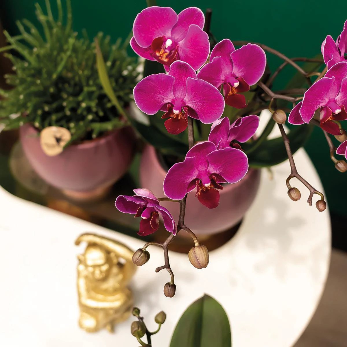 Colibr Orchids | COMBI DEAL of 2 purple polaropsis orchids - Morelia - potmate Ø9cm | -driving room plant - freshly from the grower by Kolibri Company
