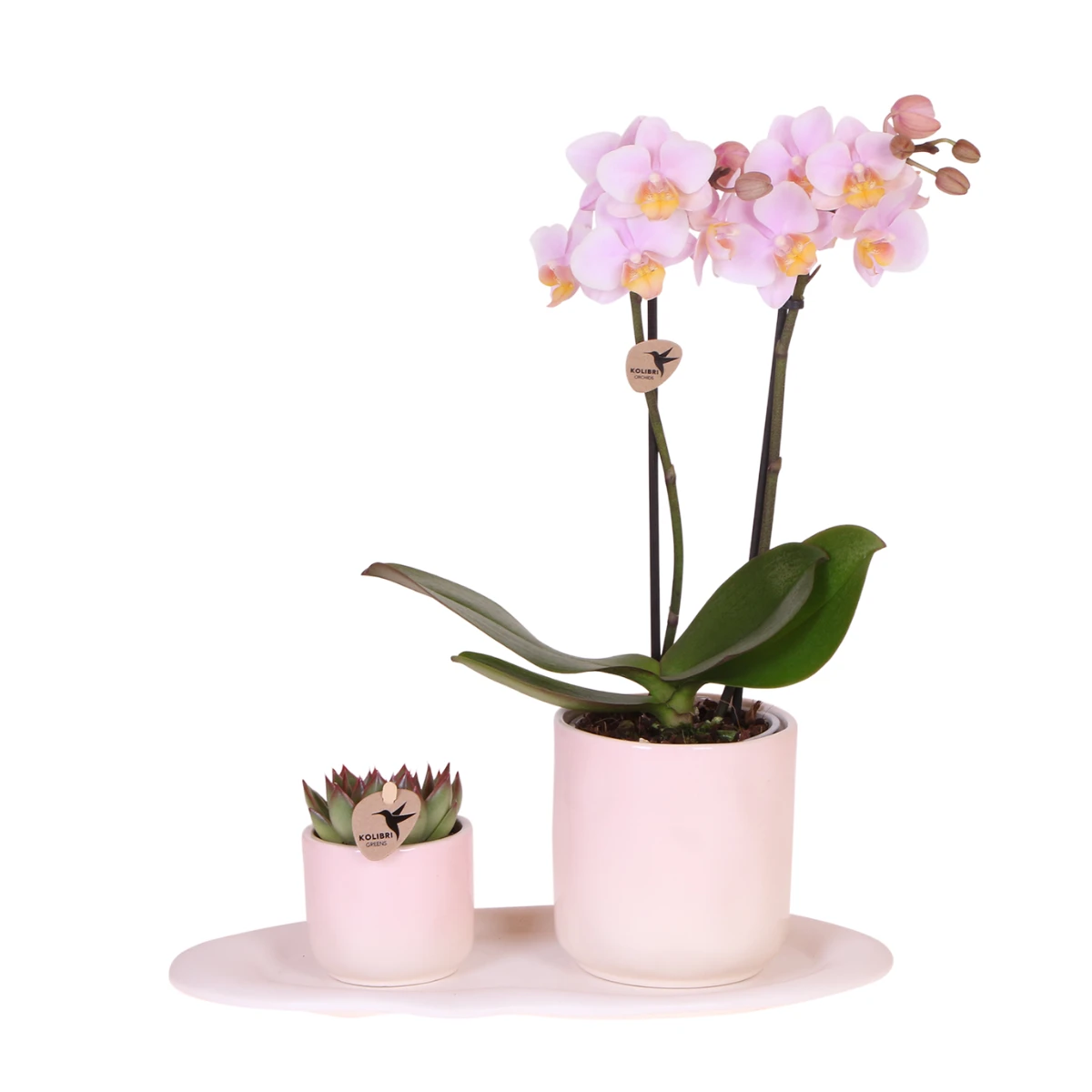 Kolibri Company | Plant set Valentine 'Gradience Pink' | Purple Phalaenopsis Orchid Vienna and Succulent incl. Ceramic decorative pots by Kolibri Company