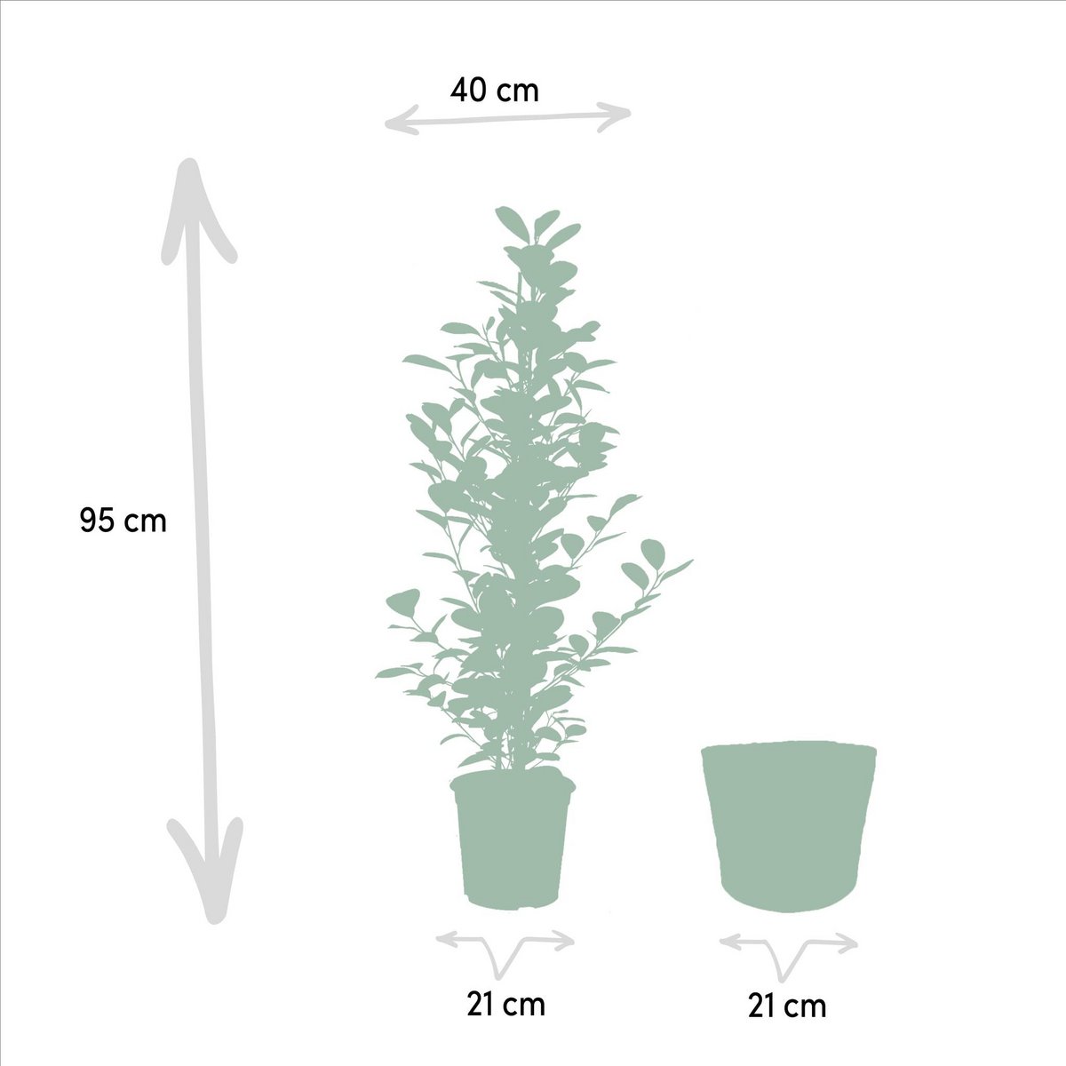 Ficus microcarpa Moclame - ↨95cm - Ø21cm + Mand Selin by MEERgroothandel Planten