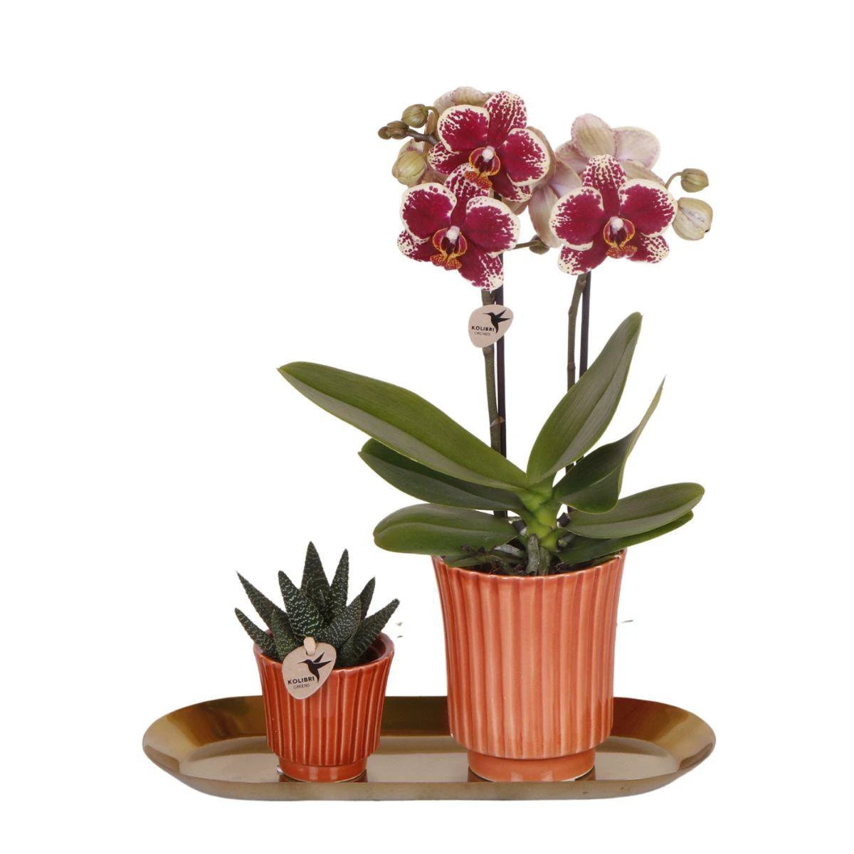 Kolibri Company Orchideen | Pflanzenset Culture Cocktail Terrakotta klein | Grüne Pflanzen mit Phalaenopsis-Orchidee in Retro-Terrakotta-Ziertöpfen und goldfarbenem Tablett von Kolibri Company
