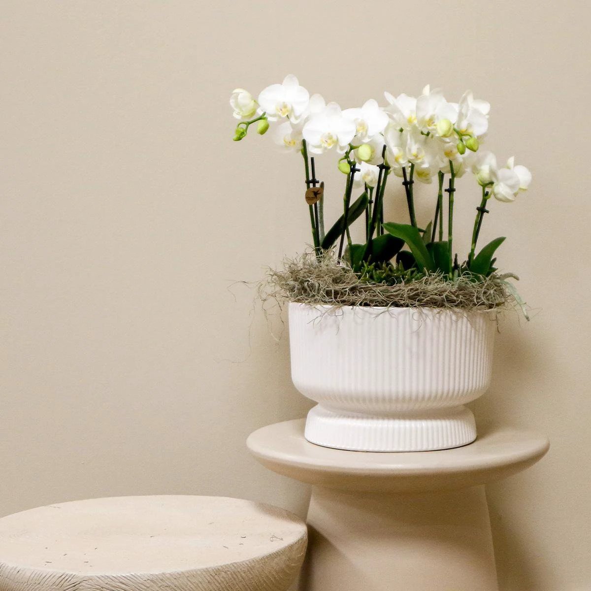 Hummingbird Orchids | white plant set in Diabolo white dish incl. water reservoir | three white orchids and three green plants | Jungle Bouquet white with self-sufficient water reservoir by Kolibri Company