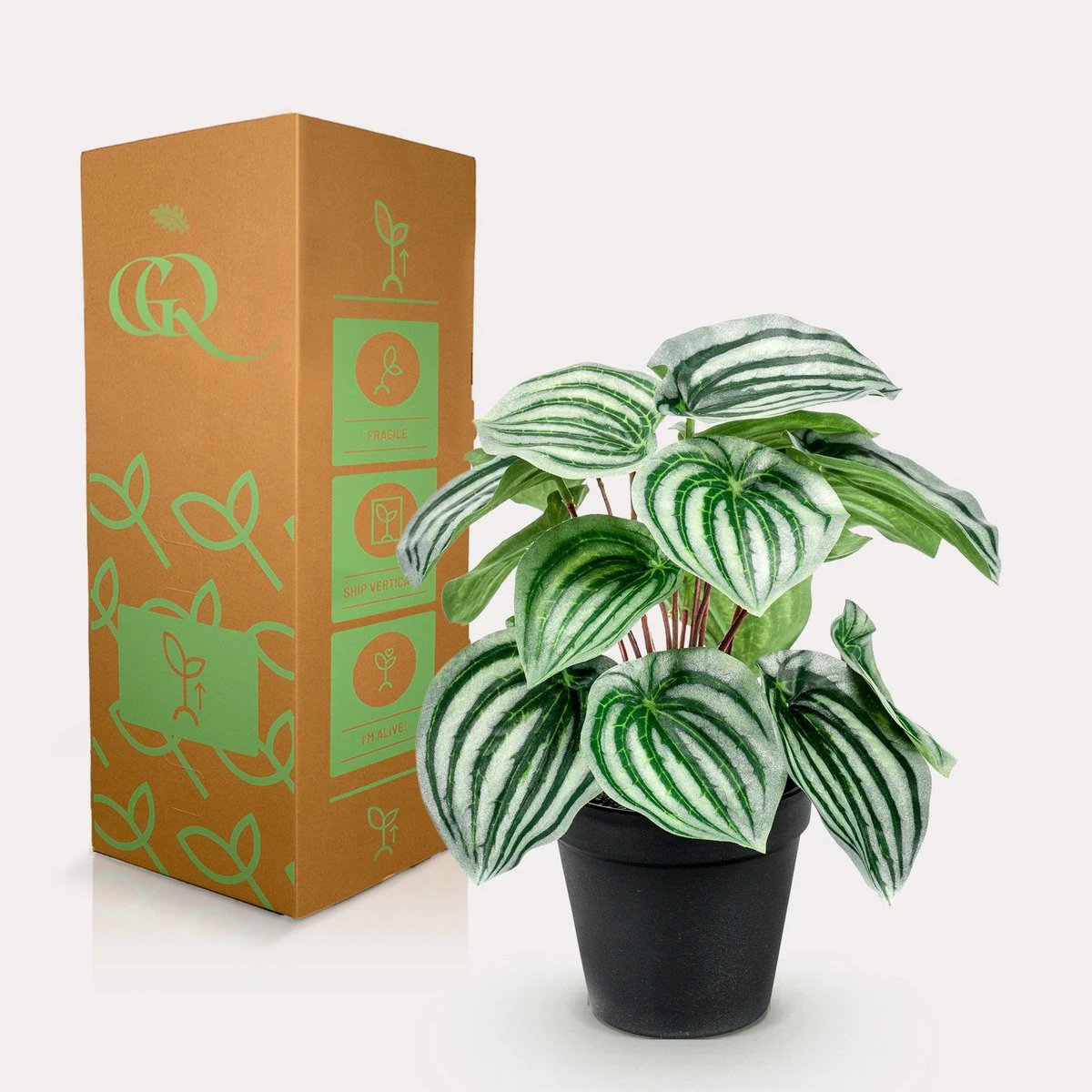 Kunstpflanze – Peperomia Argyreia – Wassermelone – 25 cm von Green boutiQ