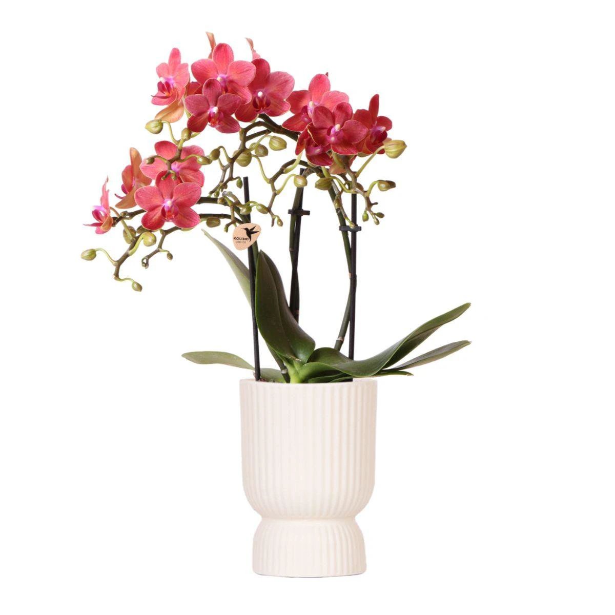 Kolibri-Orchideen | rote Phalaenopsis-Orchidee – Kongo + Diabolo Travertin – Topfgröße Ø9 cm | blühende Zimmerpflanze – frisch vom Züchter von Kolibri Company