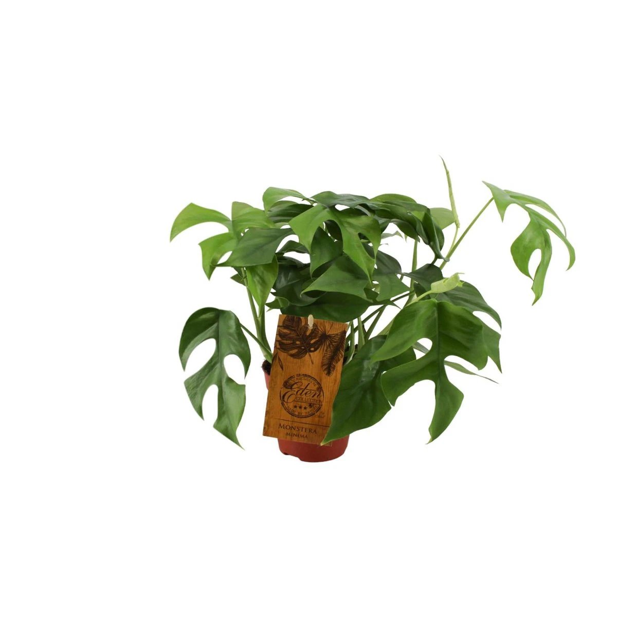 Monstera Minima - Ø12cm - ↕30cm by MEERgroothandel Planten
