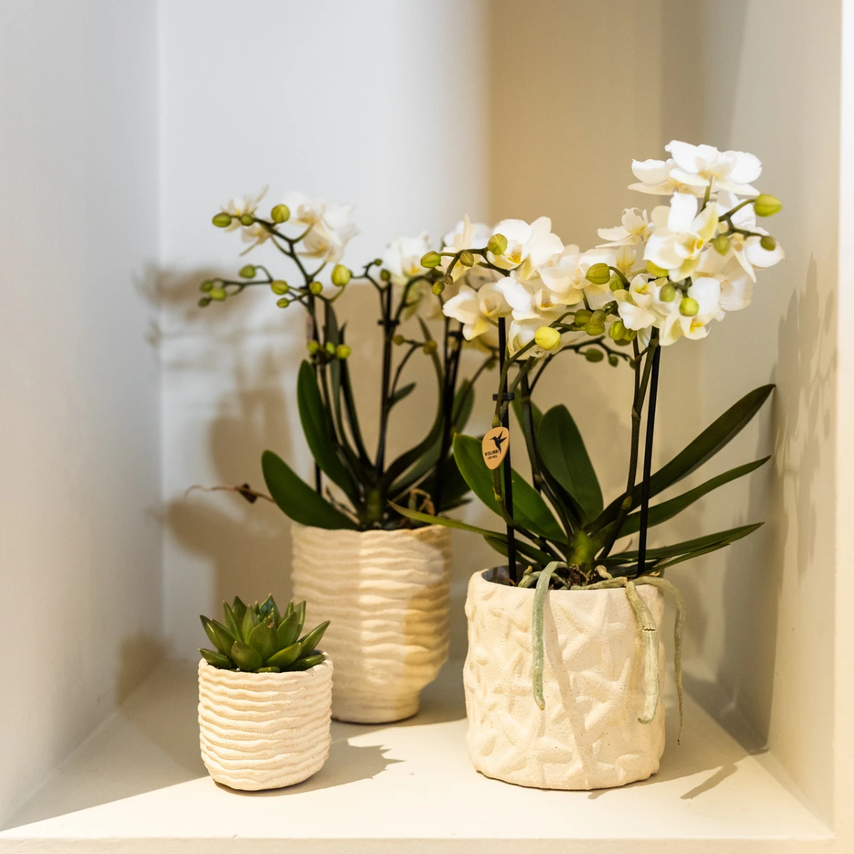 Kolibri Home | Star Fish sierpot - Off White - Ø9cm by Kolibri Company