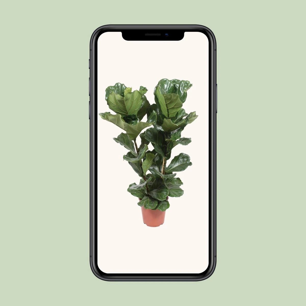 Ficus Lyrata - Ø27cm - ↕100cm by MEERgroothandel Planten