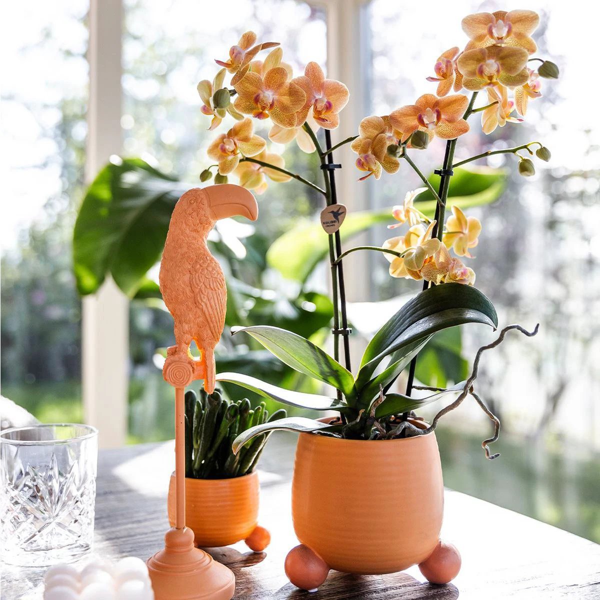 Kolibri-Orchideen | Orange Phalaenopsis-Orchidee – Mineral Bolzano + Rolling Peach – Topfgröße Ø9 cm | blühende Zimmerpflanze – frisch vom Züchter von Kolibri Company
