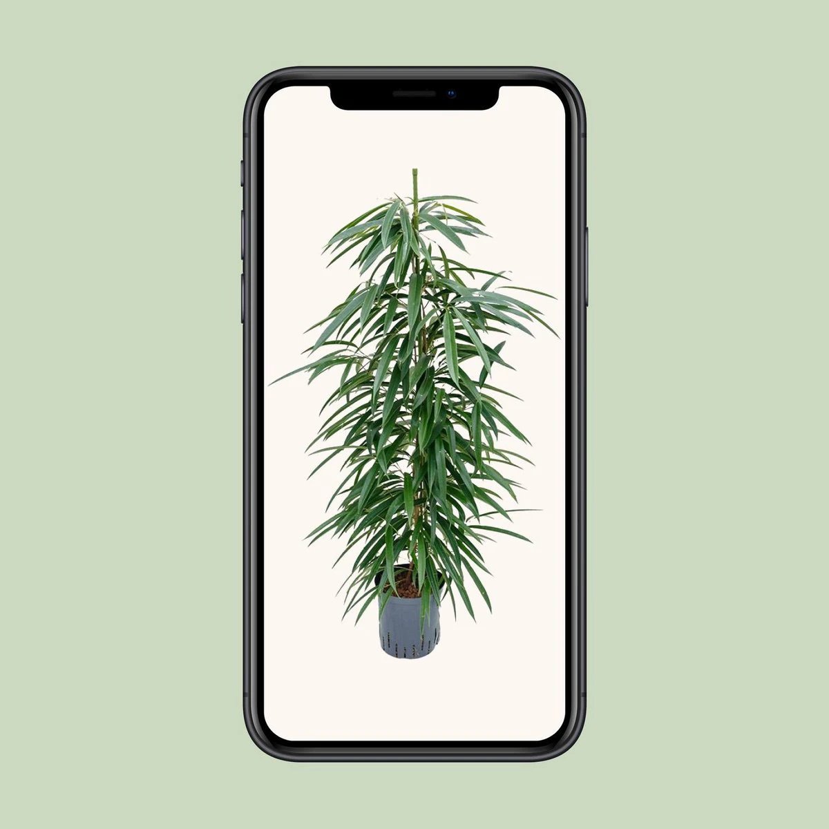Ficus Binnendijkii 'Alii' (Hydro) – Ø18 cm – ↕110 cm von MEERgroothandel Planten