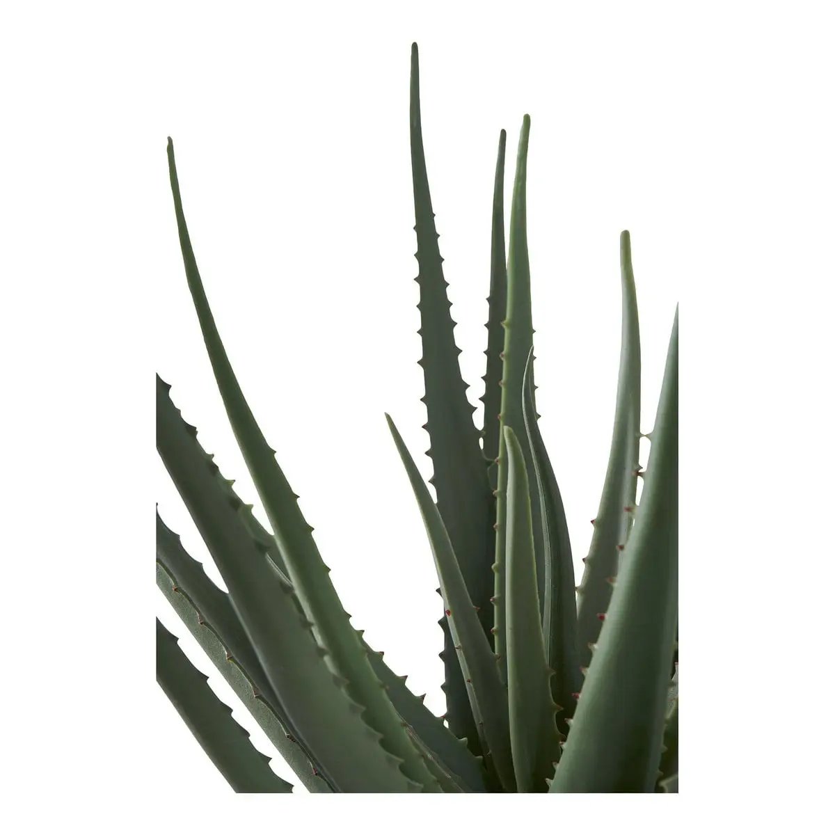 Aloe Vera by EMIRELLE