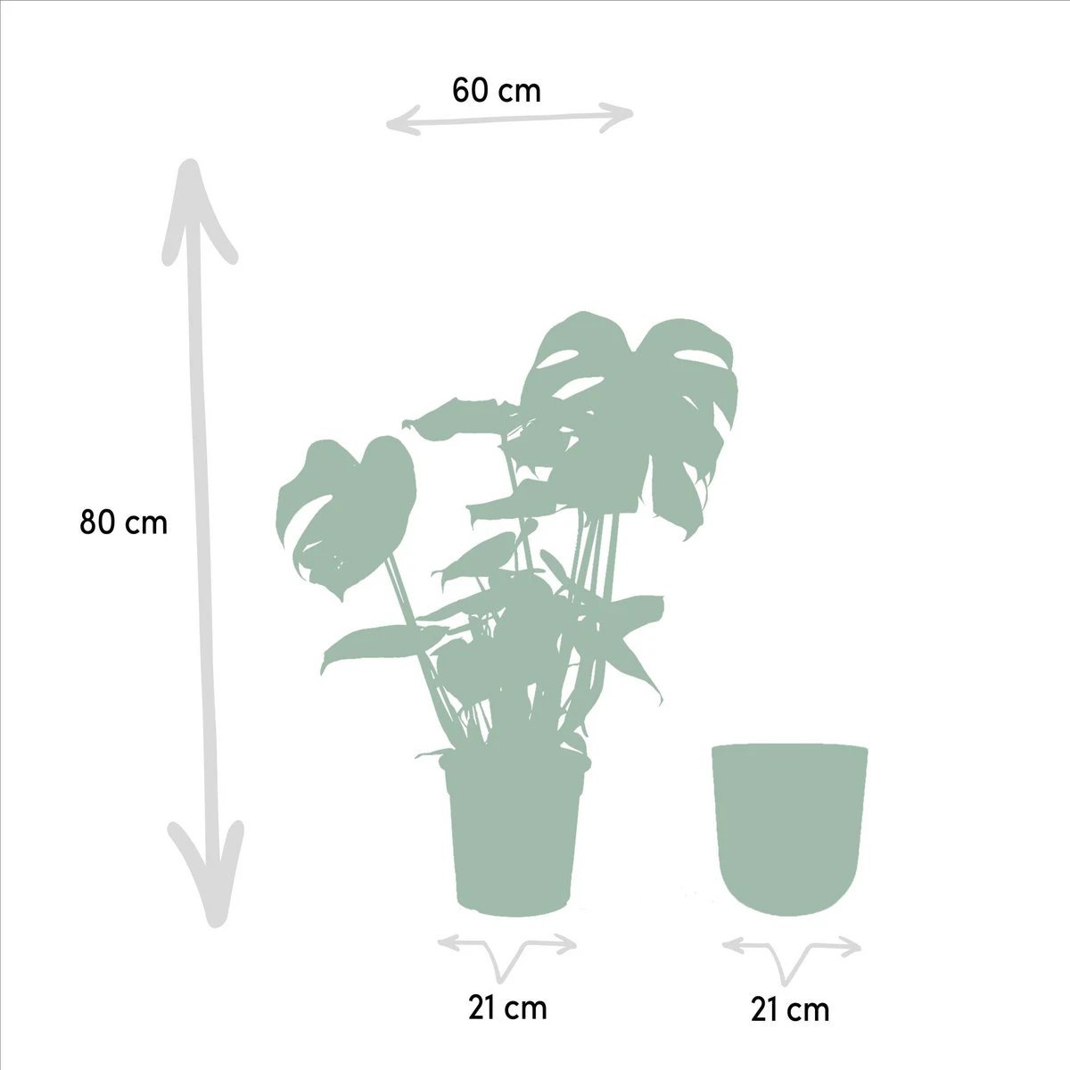 Monstera deliciosa - ↨80 cm - Ø21 cm + Topf Mayk Gold von MEERgroothandel Planten