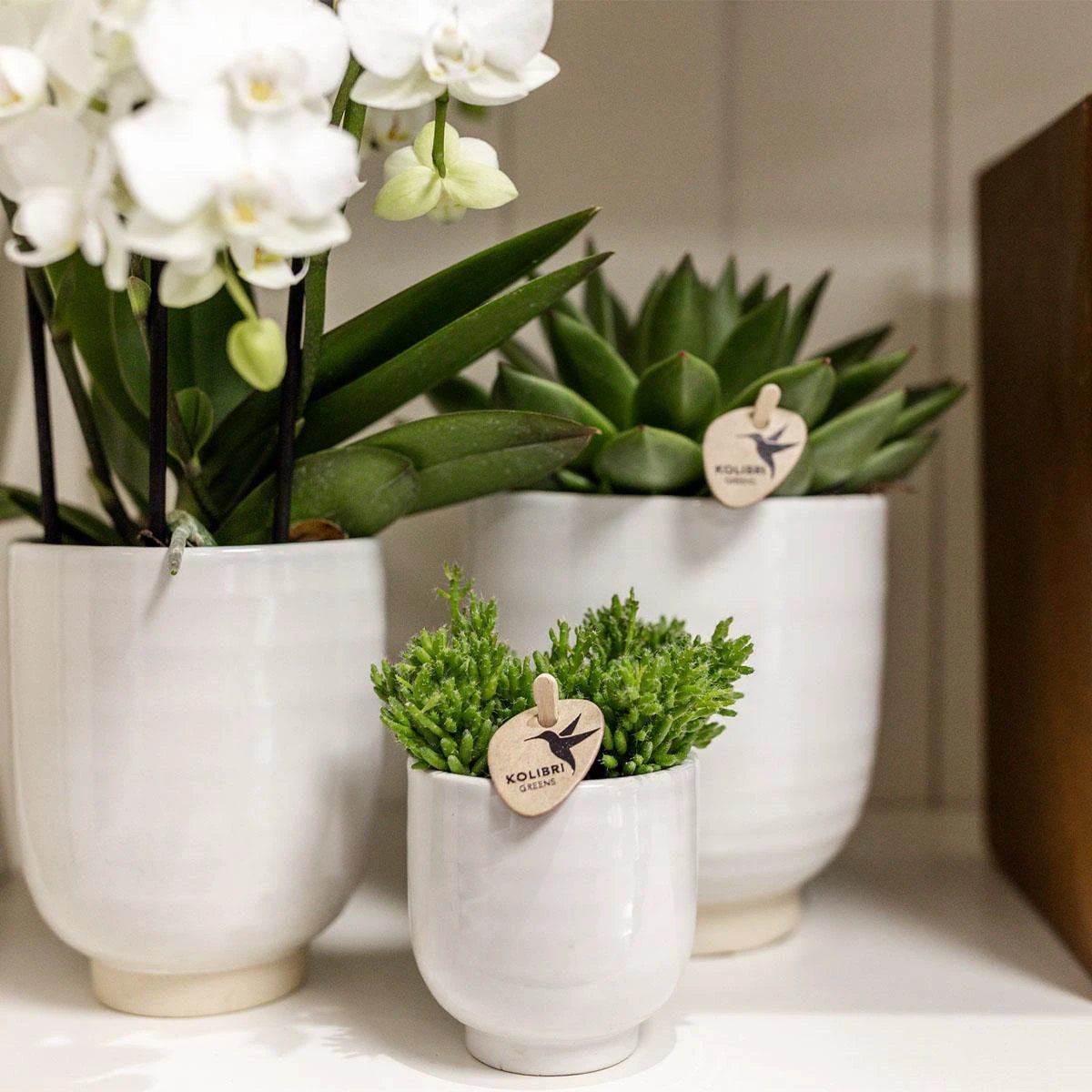 Kolibri Home | Glasierter Blumentopf – Weißer dekorativer Keramiktopf mit Glanz – Ø12 cm von Kolibri Company