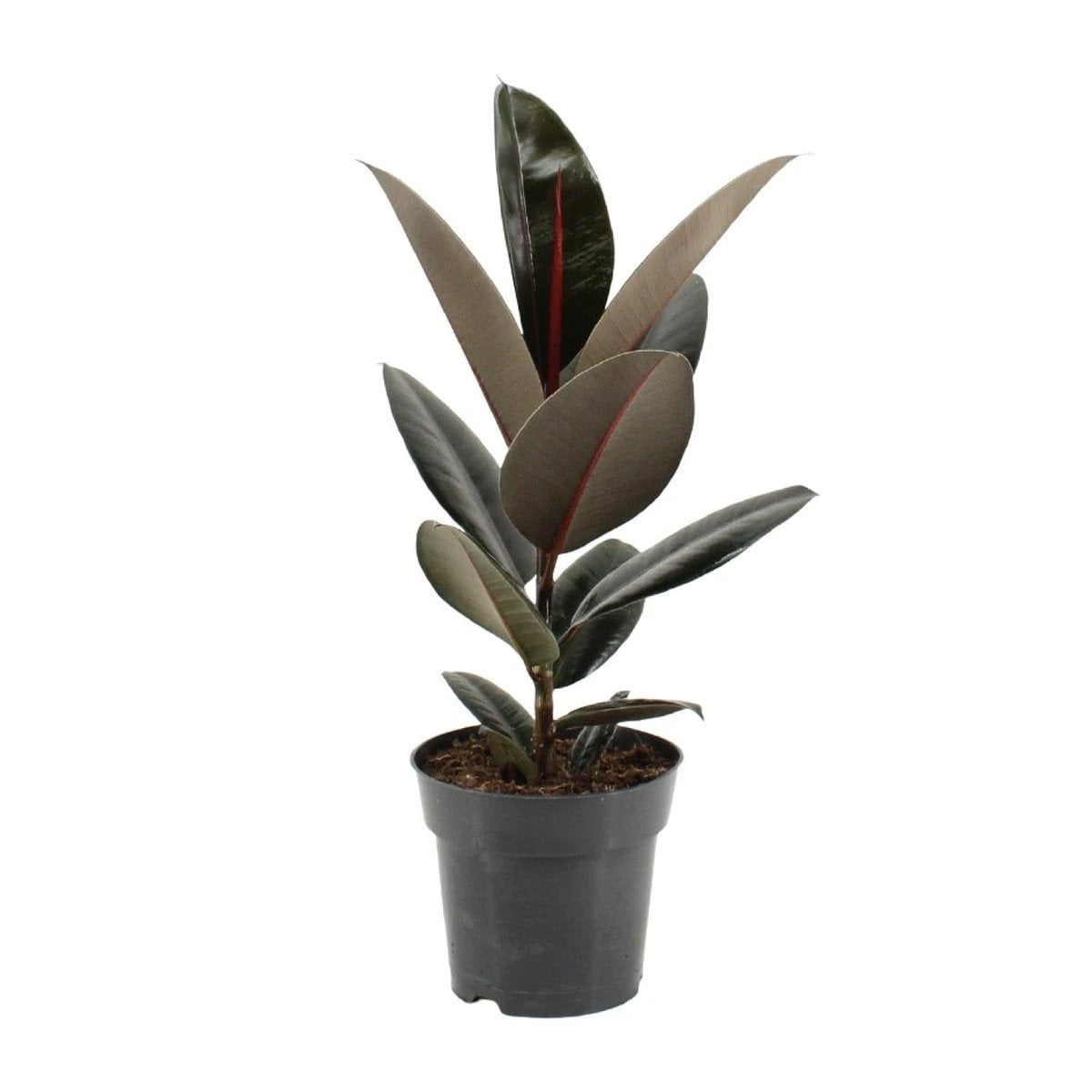 Ficus elastica Abidjan – Ø17 cm – ↕55 cm von MEERgroothandel Planten