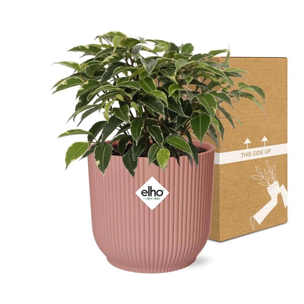 Ficus Benjamina Kinky im ELHO Vibes Fold 14 cm in Rosa von MEERgroothandel Planten