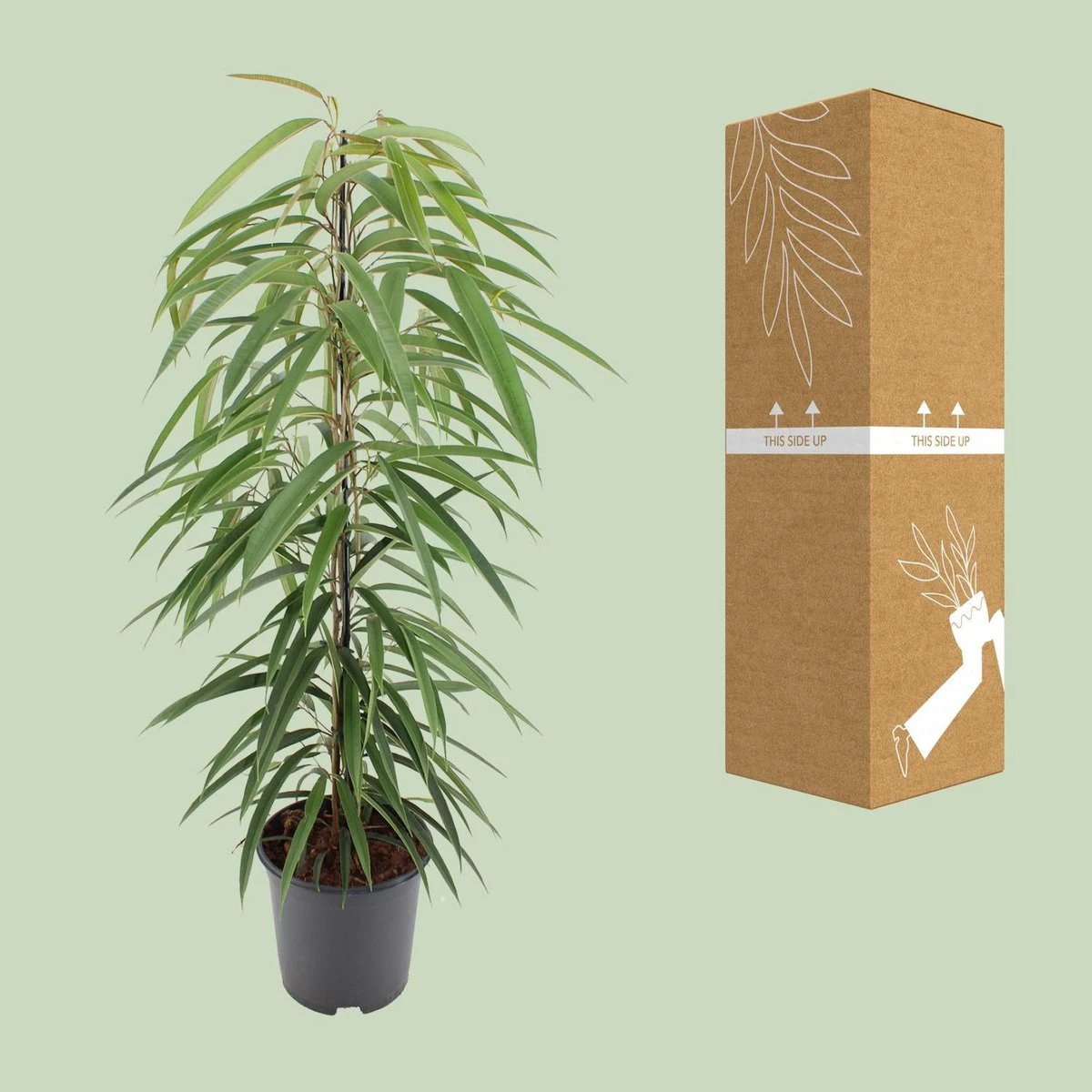 Ficus Binnendijkii Alii - Ø21cm - ↕80cm by MEERgroothandel Planten