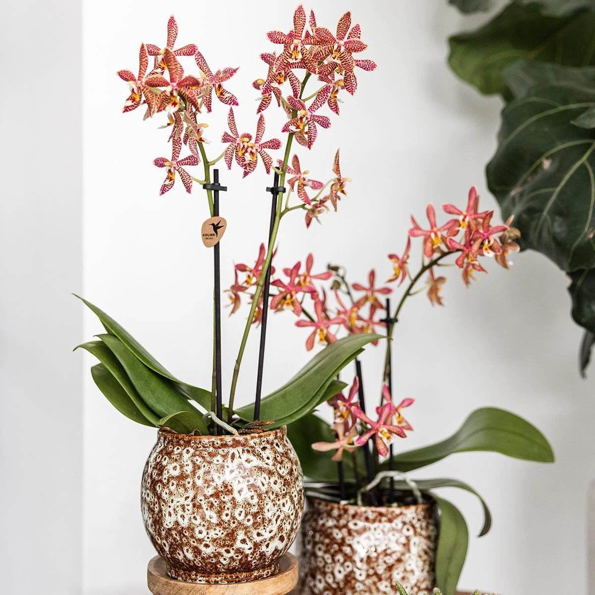 Hummingbird Home | Safari pot - 12 - Ø12cm by Kolibri Company