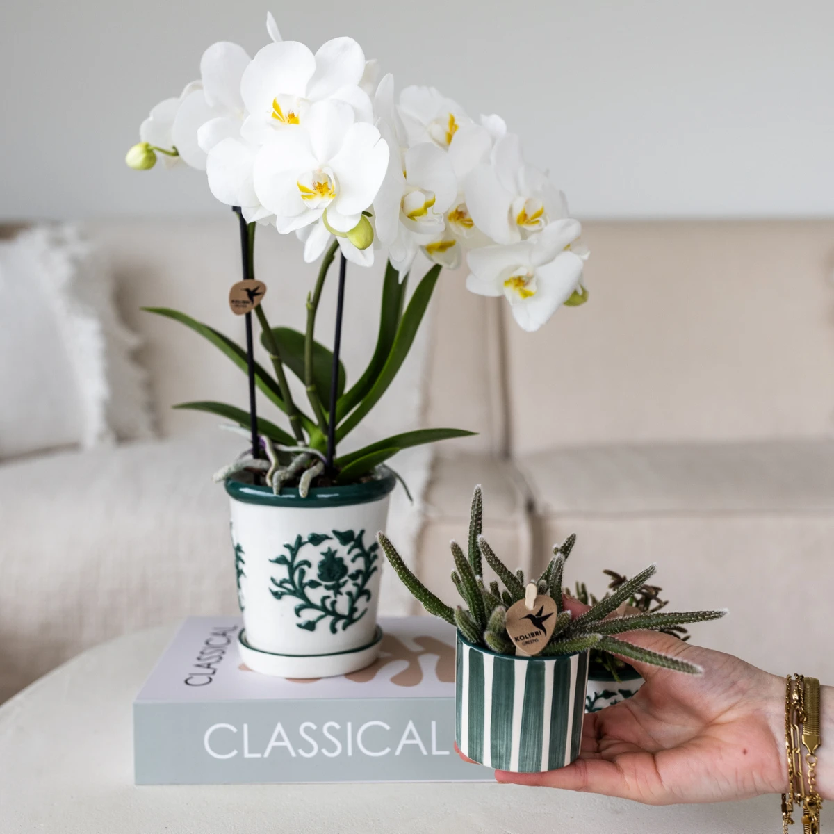 Hummingbird Orchids | Set of white orchid Amabilis in Malaga pot and succulent in Painted Stripe pot green - pot size Ø9cm & Ø6cm | flowering houseplant - fresh from the grower by Kolibri Company