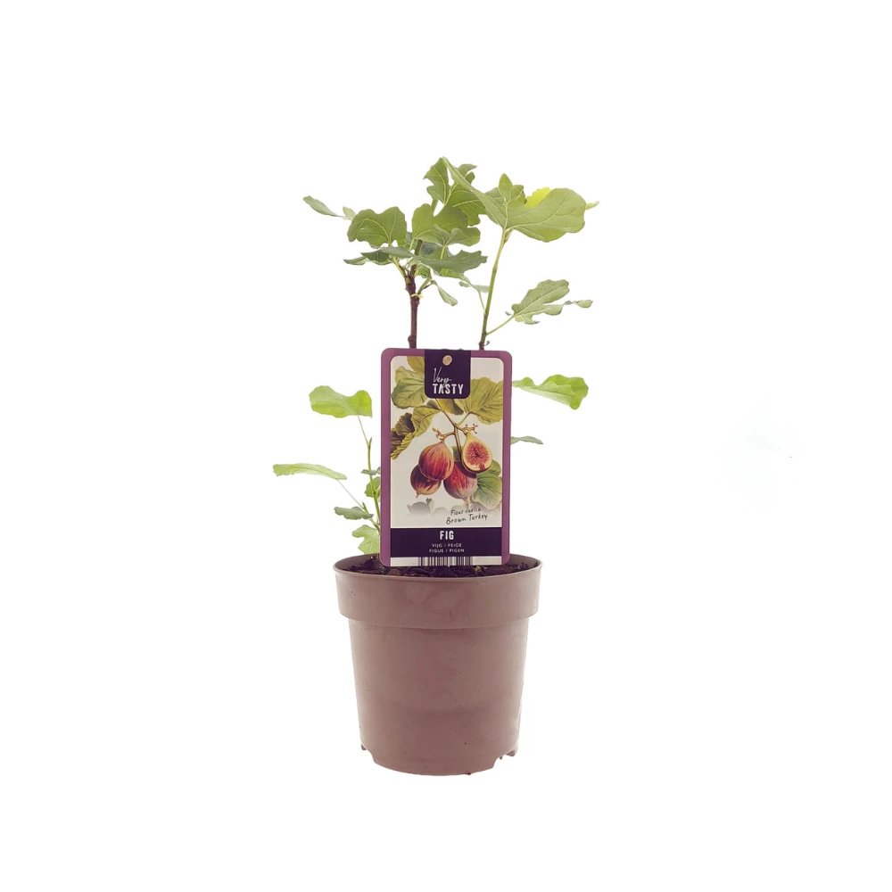 Ficus Brown Turkey – Ø15 cm – ↕40 cm von MEERgroothandel Planten