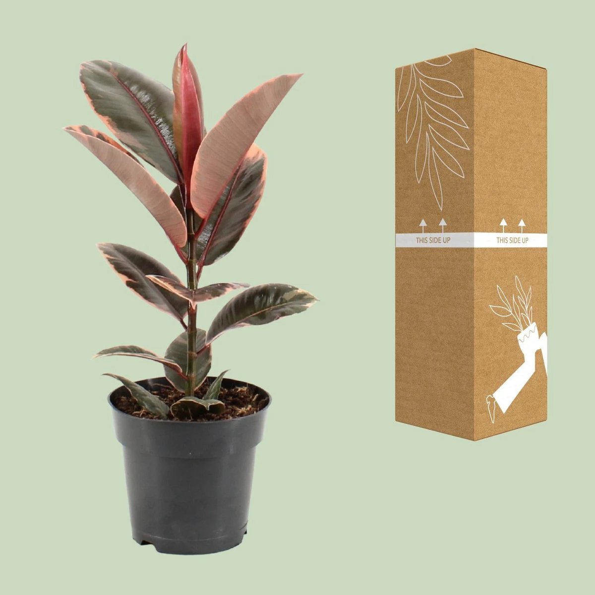 Ficus Elastica Belize - Ø17cm - ↕55cm by MEERgroothandel Planten