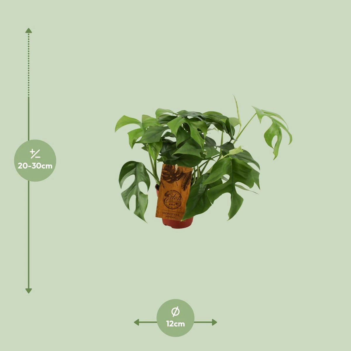 Monstera Minima - Ø12cm - ↕30cm by MEERgroothandel Planten