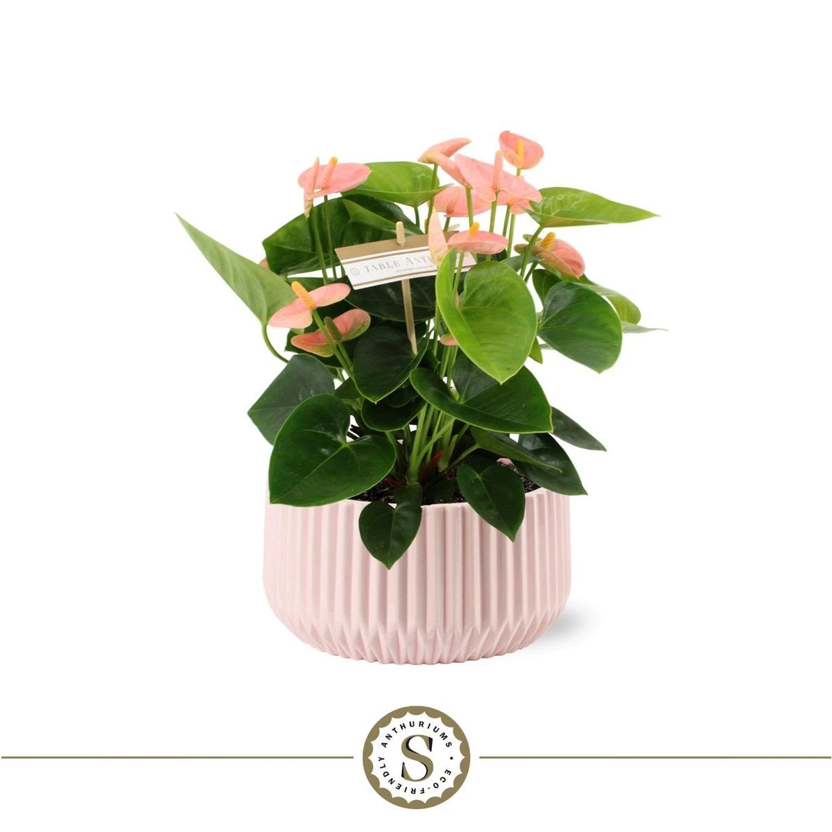 Madeira Pink met Table Spirit by Blooming Luxury