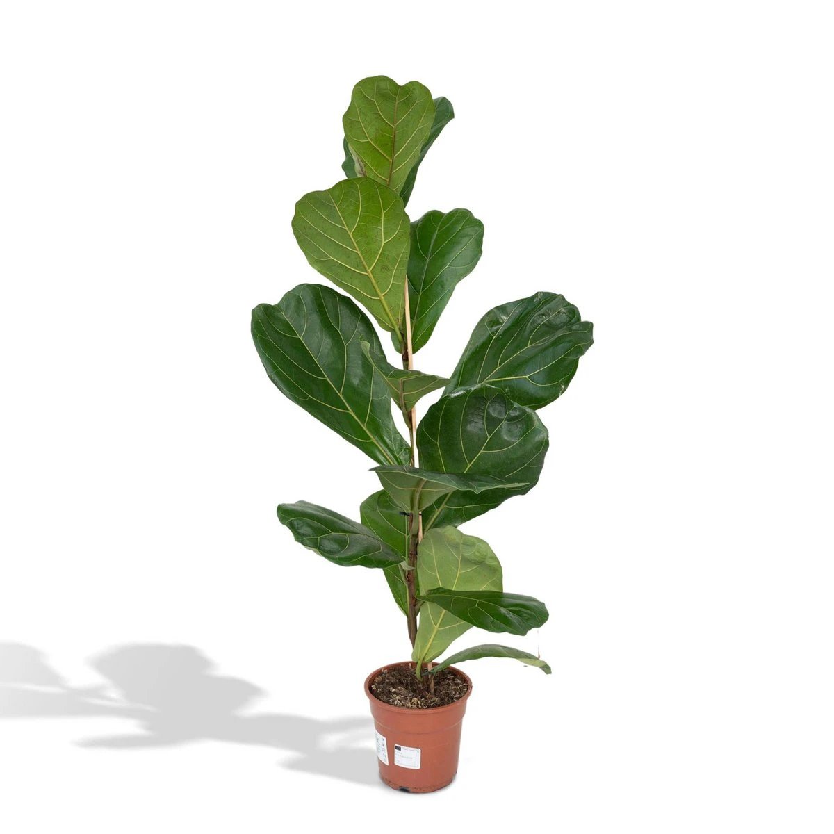 Ficus Lyrata - Rubber plant - Ø17cm - ↕75cm by MEERgroothandel Planten