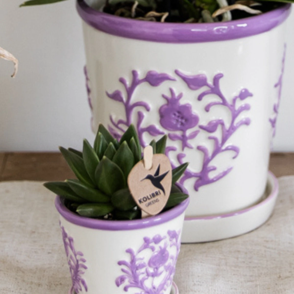 2x Campanula Addenda Ambella Intensiv-Purpur in Malaga Sier-Töpfen – Topfgröße 12 cm – Stauden – winterhart von Kolibri Company