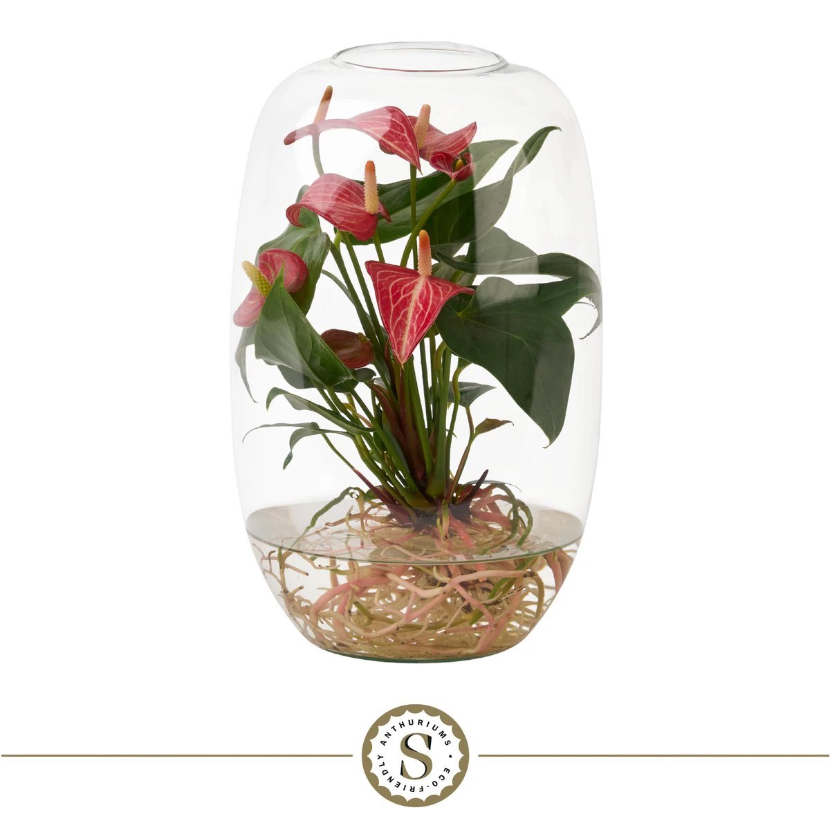 Anthurium water Roots Atlantis Livium by Blooming Luxury
