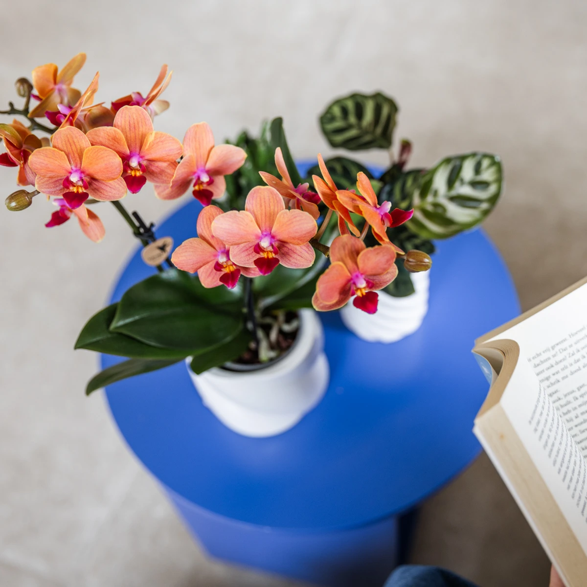 Kolibri Orchids | COMBI DEAL van 4 oranje Phalaenopsis orchideeën - Bolzano - potmaat Ø9cm | bloeiende kamerplant - vers van de kweker by Kolibri Company